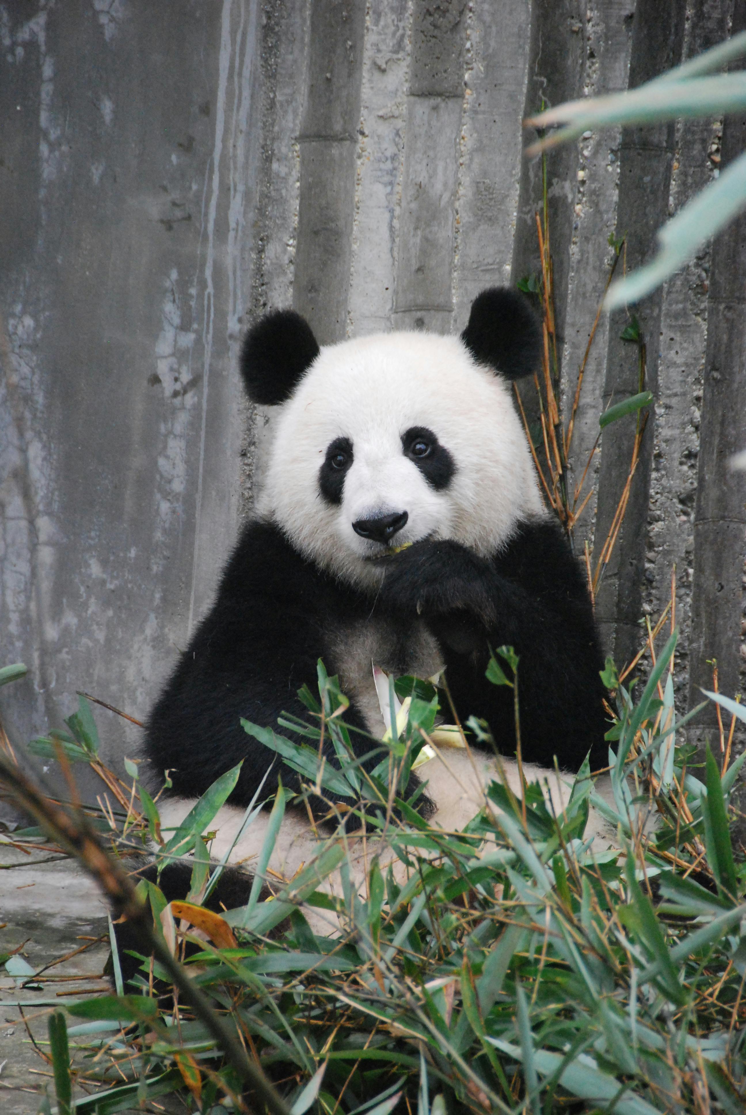 panda, giant panda, china travel, panda tour