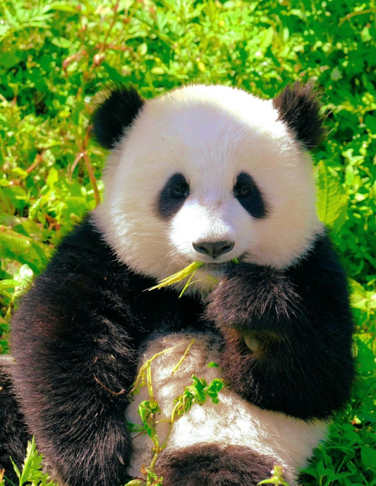 Panda & Plates: An 8-Day Culinary & Cultural Odyssey Through Sichuan & Chongqing